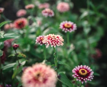 Zinnia Mazurkia