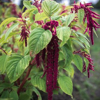 Amaranth Love Lies Bleeding