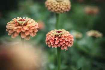 Zinnia Queen Lime Orange