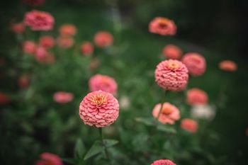 Zinnia Oklahoma Salmon