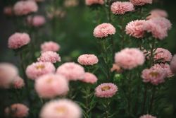 Aster Matsumoto Apricot