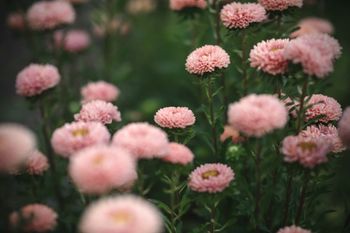 Aster Matsumoto Apricot
