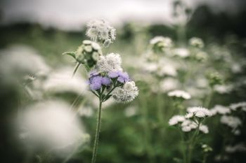 Ageratum Timeless Mixture