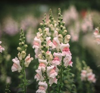 Snapdragon Potomac Appleblossom F1