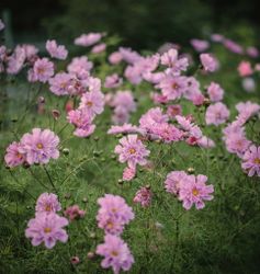 Cosmos Double Rose Bonbon