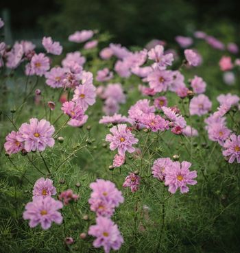 Cosmos Double Rose Bonbon
