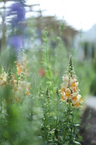 Snapdragon Costa Apricot F1