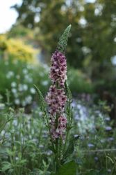 Mullein Southern Charm