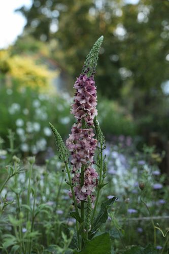 Mullein Southern Charm