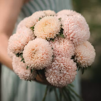 Aster Chrisantella Lotus Flower