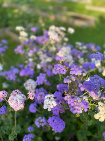 Ageratum Timeless Mixture