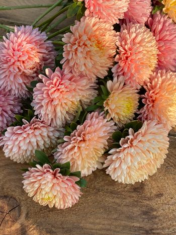 Aster Chrisantella Autumn Forest