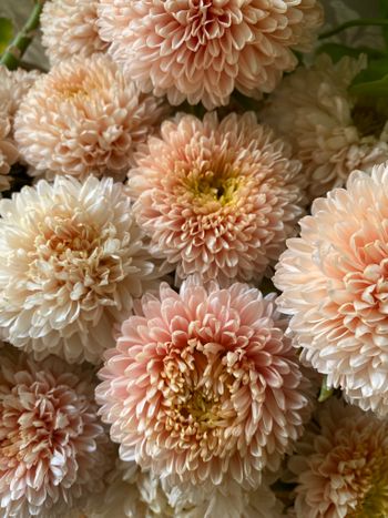 Aster Balloon Chamois
