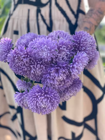 Aster Chrisantella Moonstone