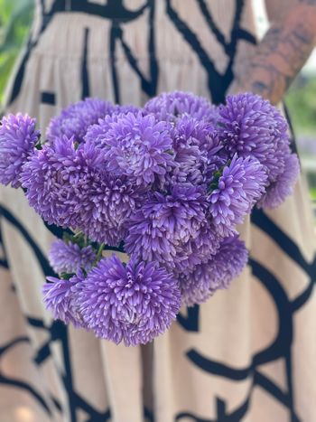 NYHET! Aster Chrisantella Moonstone