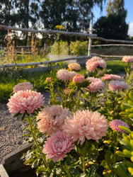 Aster Chrisantella Flamingo At Sunset
