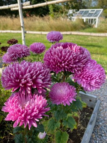 Aster Lilac Rose