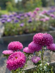 Aster Lilac Rose