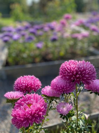 Aster Lilac Rose