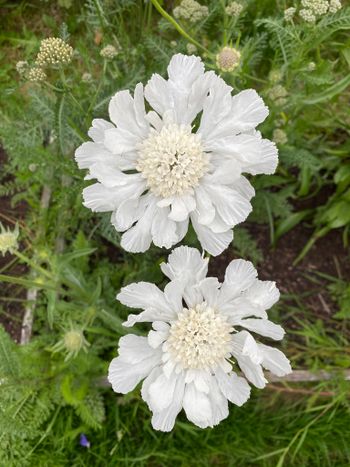 Pincushion Fama White