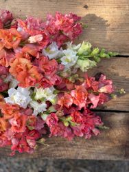 Snapdragon Madame Butterfly Peaches n&#39; Cream F1