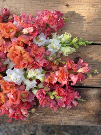 Snapdragon Madame Butterfly Peaches n&#39; Cream F1