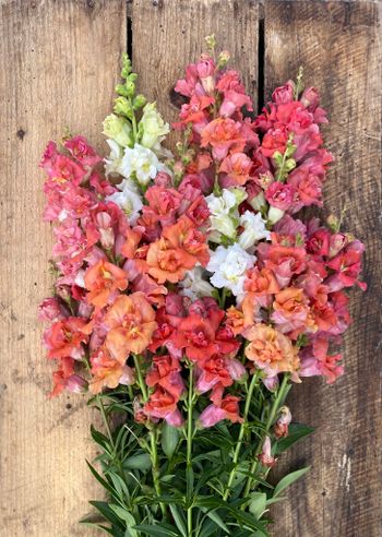Snapdragon Madame Butterfly Peaches n&#39; Cream F1