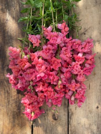 Snapdragon Madame Butterfly Cherry Bronze F1