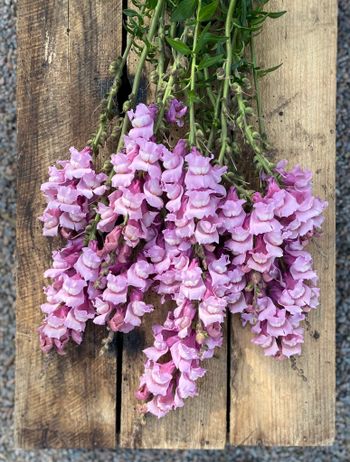 Snapdragon Potomac Lavender F1
