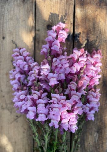 Snapdragon Potomac Lavender F1