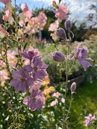 Larkspur Misty Lavender