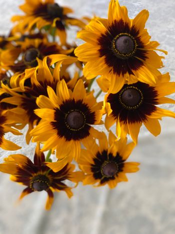 Rudbeckia Sputnik