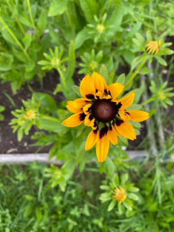 Rudbeckia Sputnik