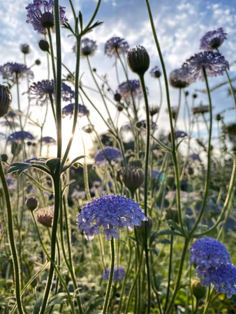Laceflower Blue Lace