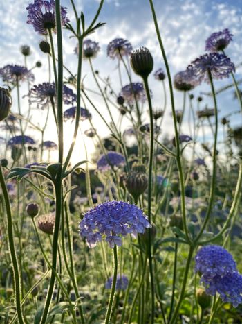 Laceflower Blue Lace