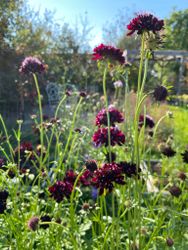 Pincushion Black Knight