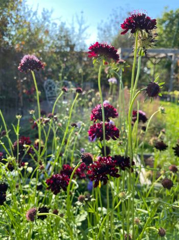 Pincushion Black Knight