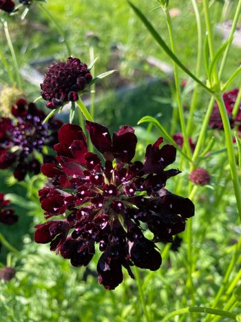 Pincushion Black Knight