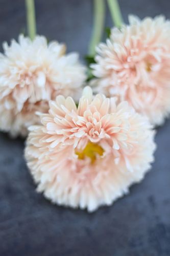 Aster Apricot Dream