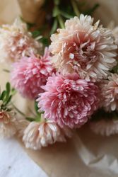 Aster Lady Coral Chamois