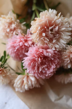 Aster Lady Coral Chamois