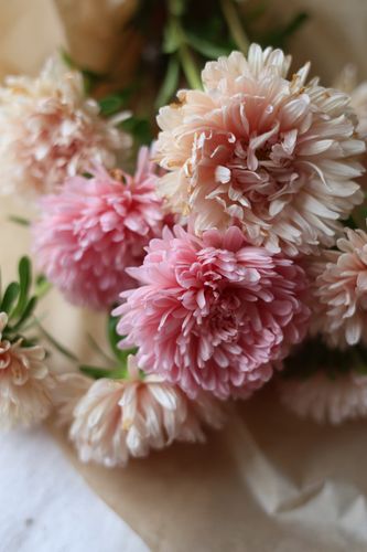 Aster Lady Coral Chamois