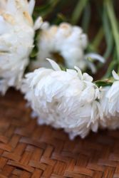 Aster Tower White