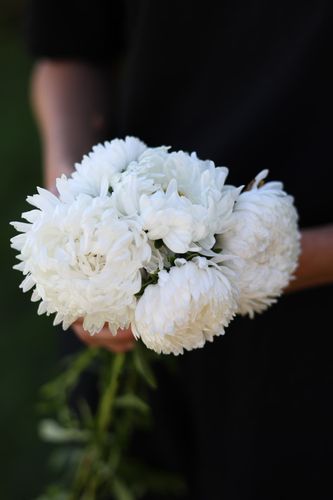 Aster Tower White