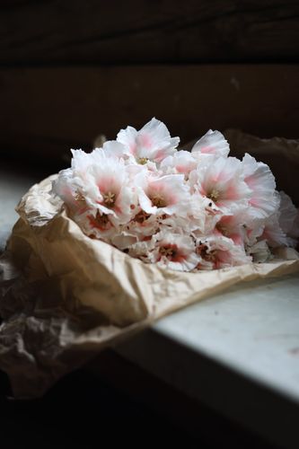 Atlasblomma Grace Shell Pink