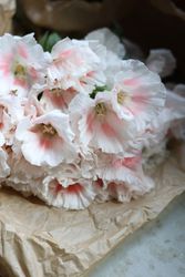 Atlasblomma Grace Shell Pink