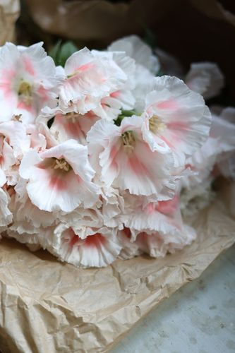 Atlasblomma Grace Shell Pink