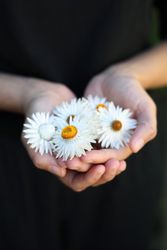 Strawflower Vintage White