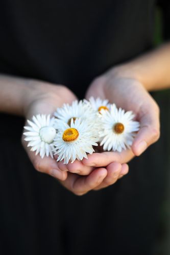 Strawflower Vintage White