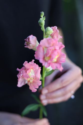 Snapdragon Madame Butterfly Bronze with White F1